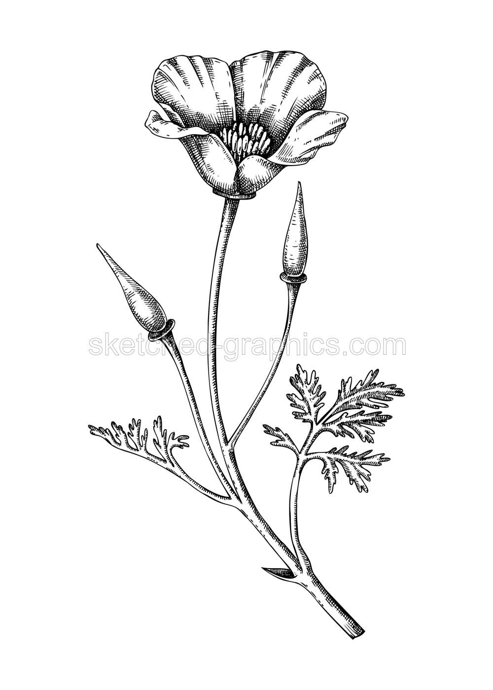 California poppy sketch. Apothecary plant drawing. Herbal remedies, medicinal plant, natural medicine hand-drawn vector illustration. NOT AI genereted Illustration